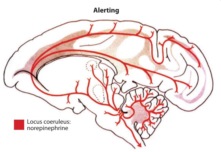 Locus coerulus projections, Aston-Jones & Cohen 2005